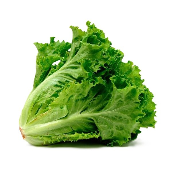Lechuga crespa