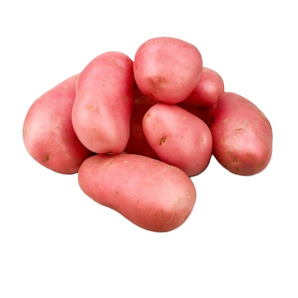 Papas rosadas frescas del norte de Chile sobre fondo blanco – tubérculo de calidad premium para cocinar.
